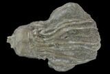 Fossil Crinoid (Platycrinites) Crown - Huntsville, Alabama #118961-1